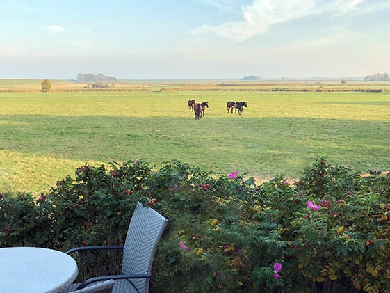 natur urlaub ferienwohnung dangast pferdeweide